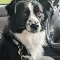 Schmidt Veterinary Clinic ico