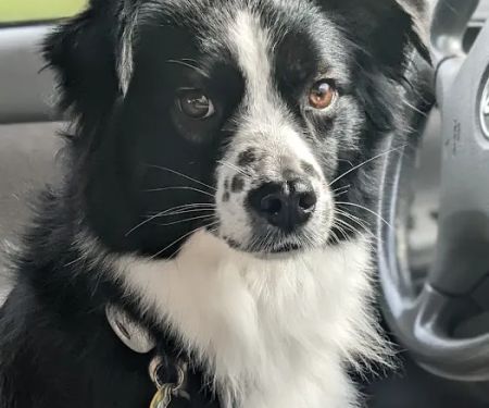 Schmidt Veterinary Clinic