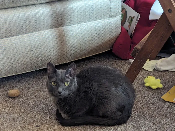 Schmidt Veterinary Clinic Picture 3