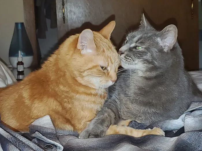 Cedarburg Veterinary Clinic Picture 4