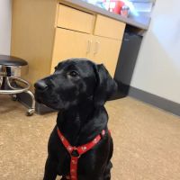 Cedarburg Veterinary Clinic ico