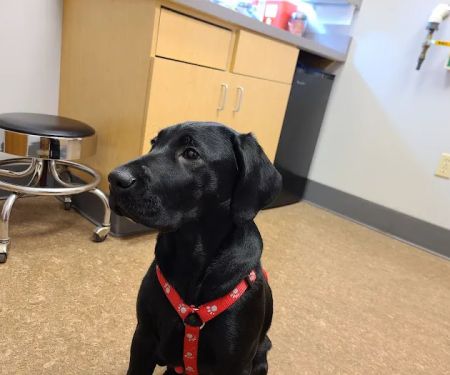 Cedarburg Veterinary Clinic