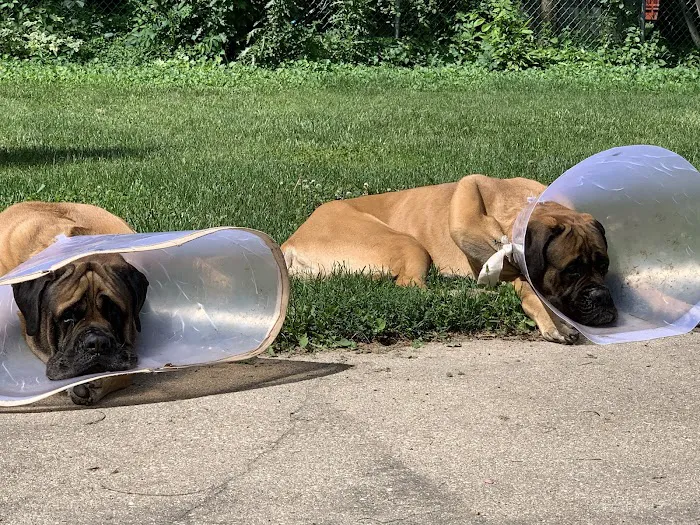 Cedarburg Veterinary Clinic Picture 5