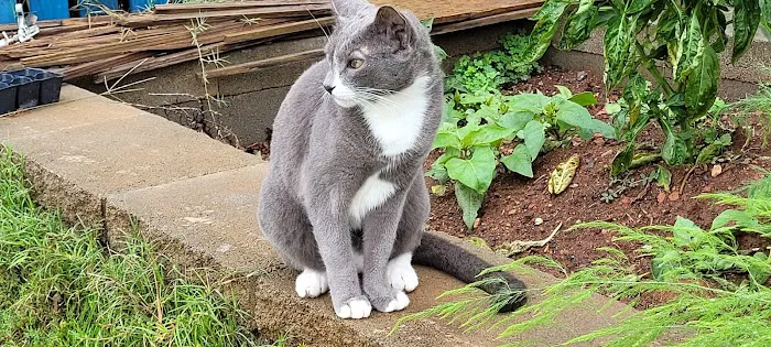 Animal Medical Clinic-Forsyth Picture 1