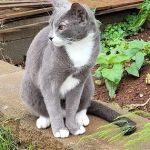 Animal Medical Clinic-Forsyth