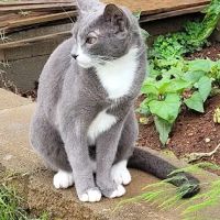 Animal Medical Clinic-Forsyth ico