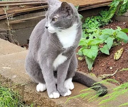 Animal Medical Clinic-Forsyth