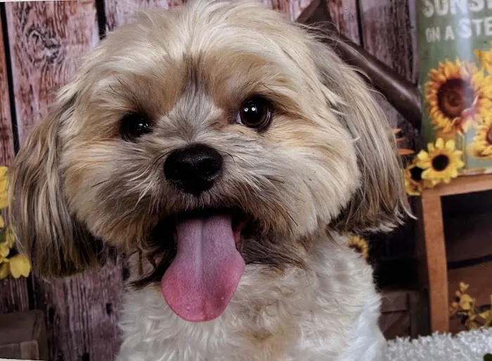 Animal Medical Clinic-Forsyth Picture 3