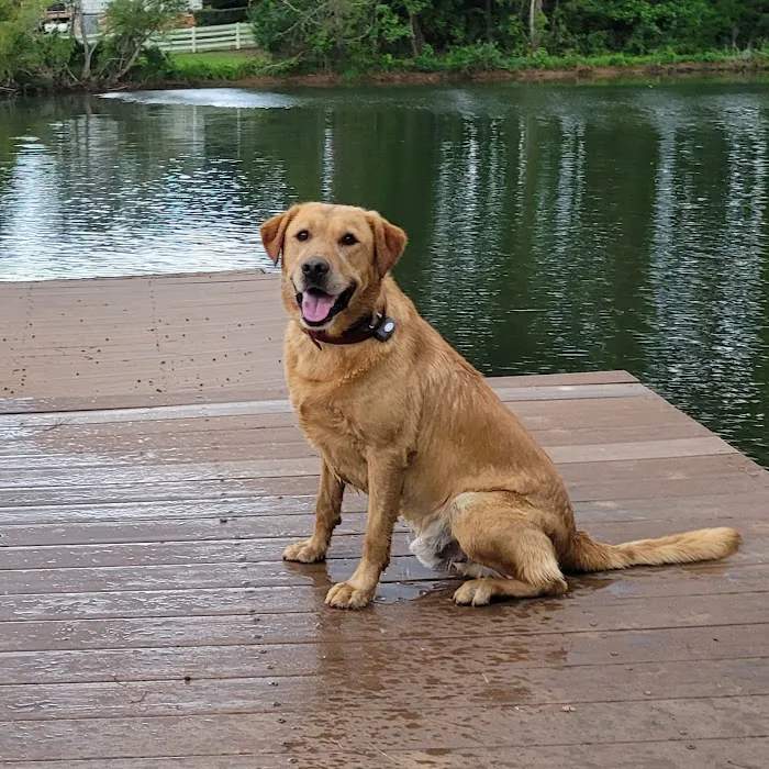 Animal Medical Clinic-Forsyth Picture 5