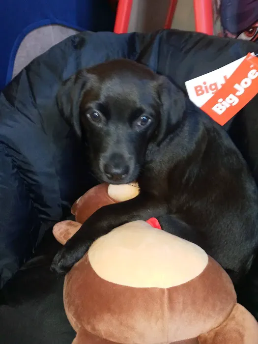 Heaton Heistand Vet Hospital Picture 4