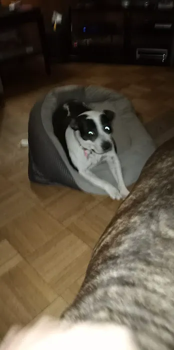 Heaton Heistand Vet Hospital Picture 2