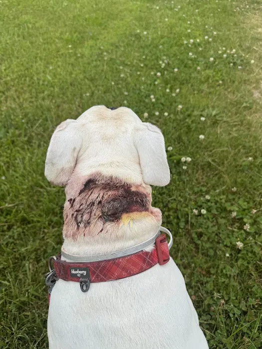 Heaton Heistand Vet Hospital Picture 1