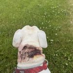 Heaton Heistand Vet Hospital