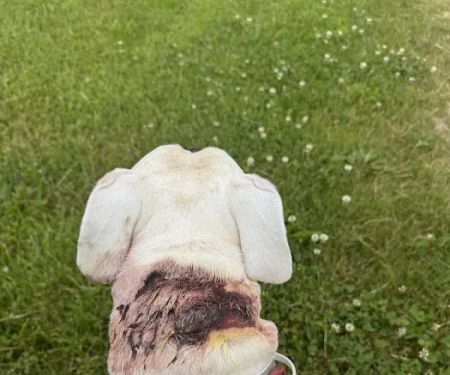 Heaton Heistand Vet Hospital