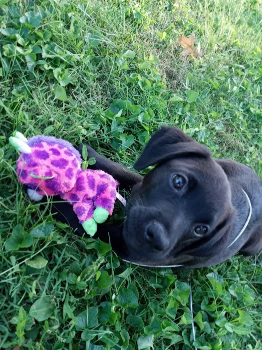 Heaton Heistand Vet Hospital Picture 8