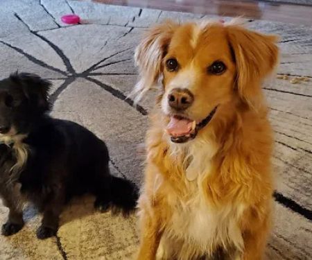 Carlyle Animal Hospital