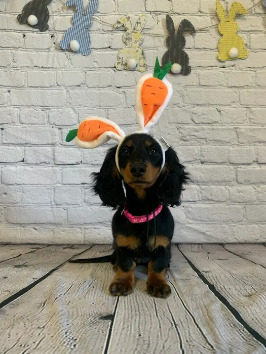 Carlyle Animal Hospital Picture 4