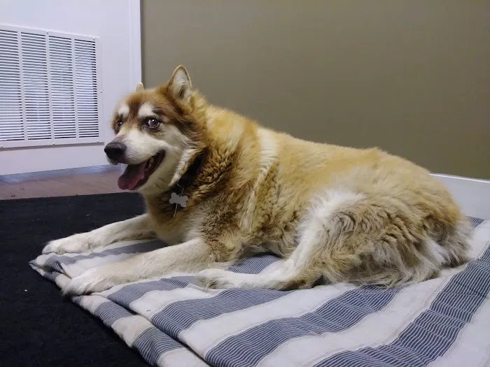 Johnson Veterinary Care, Inc. Picture 2