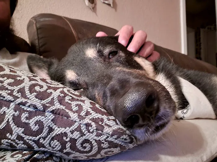 Veterinary Services, Ltd Picture 1