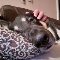 Veterinary Services, Ltd ico