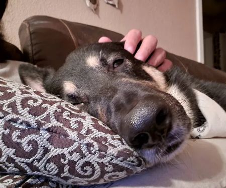 Veterinary Services, Ltd