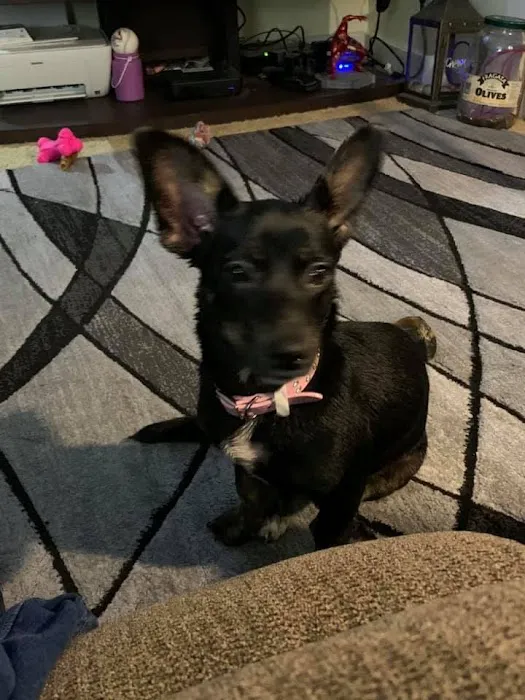 Veterinary Services, Ltd Picture 7