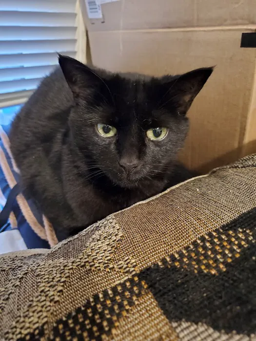 Animal Hospital of O'Fallon Picture 2