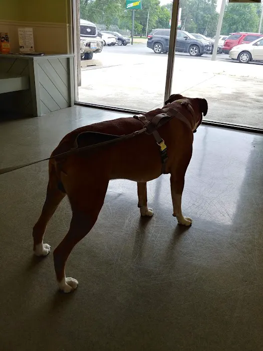 Animal Hospital of O'Fallon Picture 1