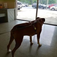 Animal Hospital of O'Fallon ico