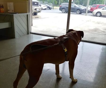 Animal Hospital of O'Fallon