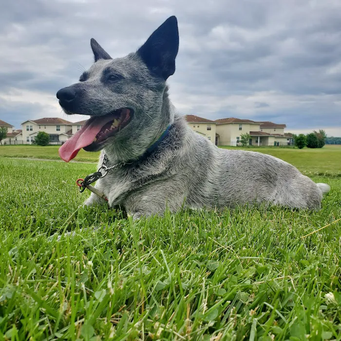 Animal Hospital of O'Fallon Picture 3