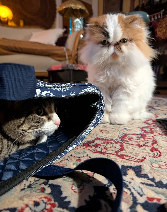 Animal Hospital of O'Fallon Picture 6