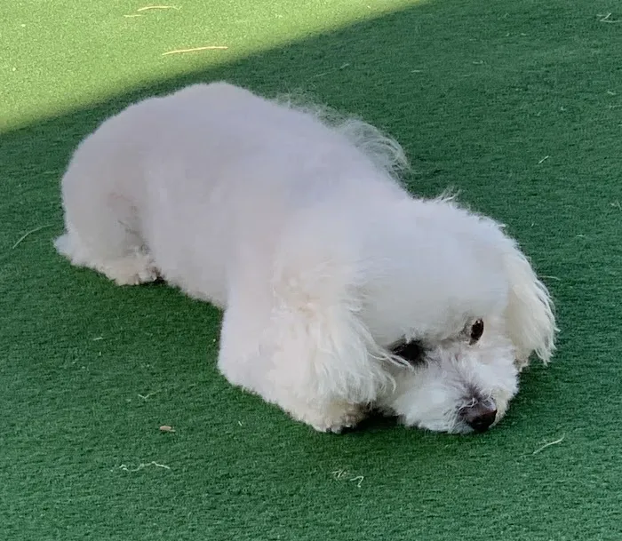 Animal Hospital of O'Fallon Picture 4