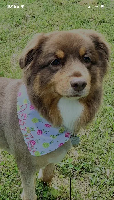 Animal Hospital of O'Fallon Picture 5