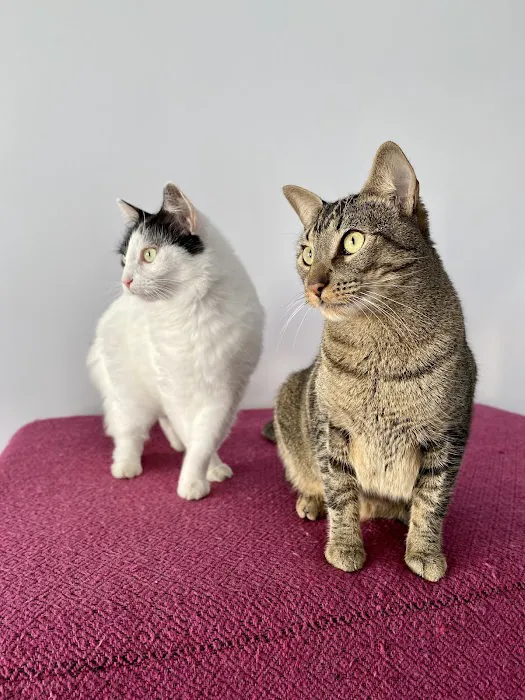 Animal Hospital of O'Fallon Picture 7