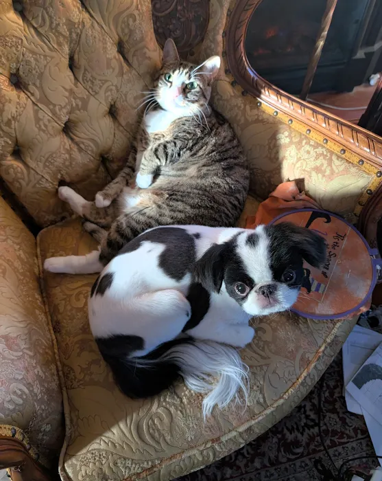 Animal Hospital of O'Fallon Picture 9