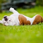 Horseshoe Lake Animal Hospital, A Thrive Pet Healthcare Partner