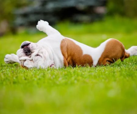 Horseshoe Lake Animal Hospital, A Thrive Pet Healthcare Partner