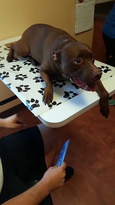 Horseshoe Lake Animal Hospital, A Thrive Pet Healthcare Partner Picture 5