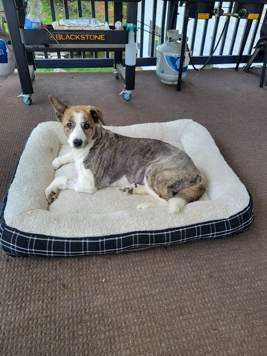 Horseshoe Lake Animal Hospital, A Thrive Pet Healthcare Partner Picture 3