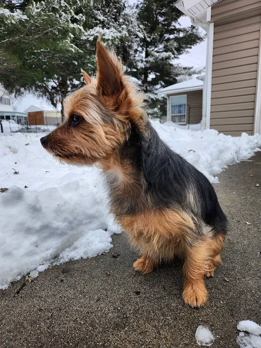 Horseshoe Lake Animal Hospital, A Thrive Pet Healthcare Partner Picture 9