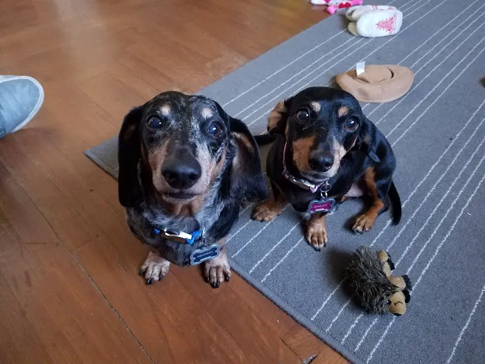 Davis Pet Hospital Picture 2