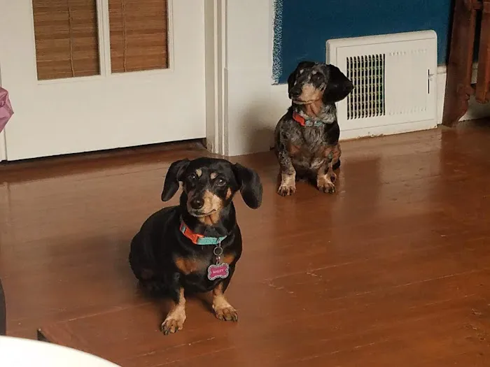 Davis Pet Hospital Picture 4