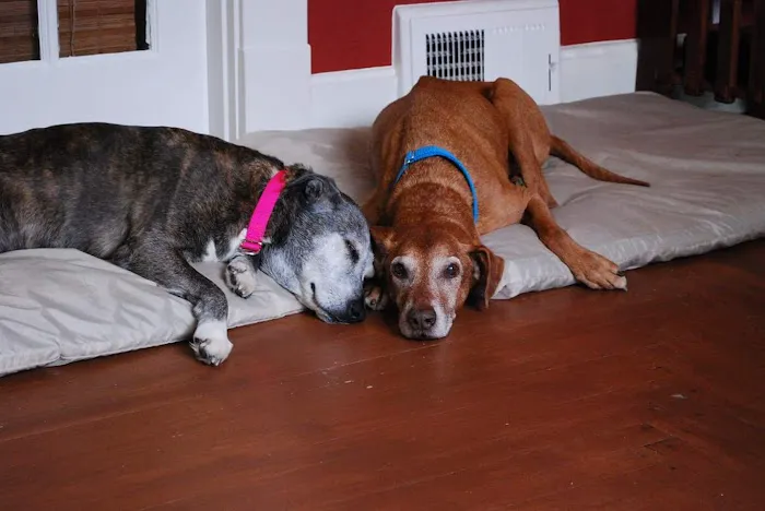 Davis Pet Hospital Picture 1