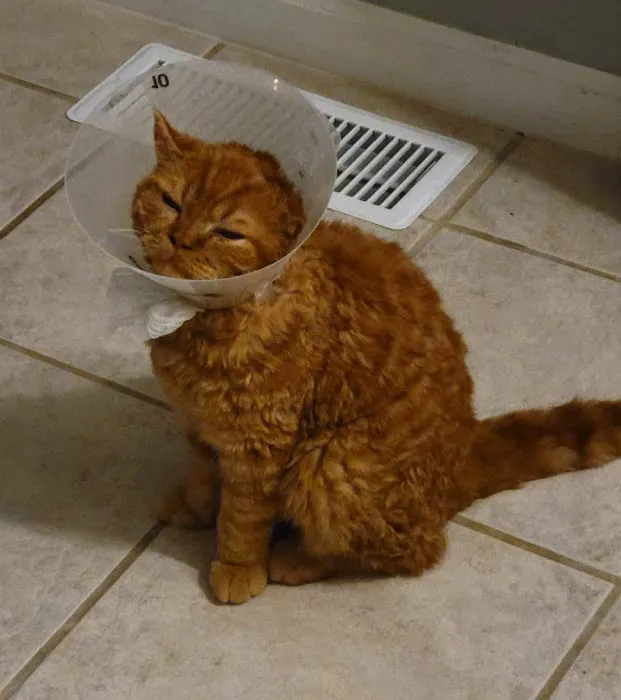 Davis Pet Hospital Picture 8