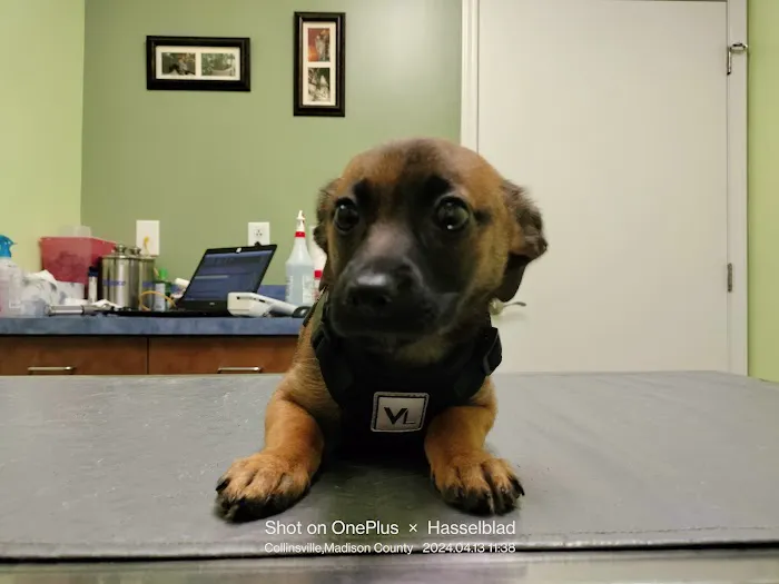 Davis Pet Hospital Picture 6