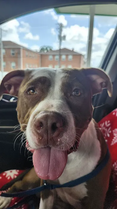 Davis Pet Hospital Picture 10