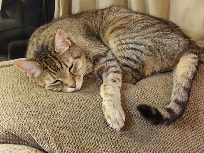 Animal Emergency Center Picture 1