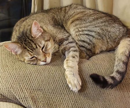 Animal Emergency Center