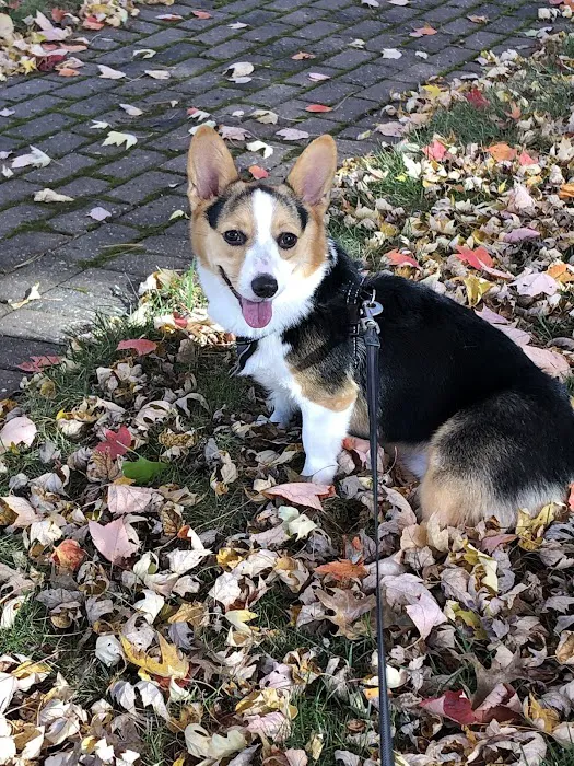 Animal Emergency Center Picture 2